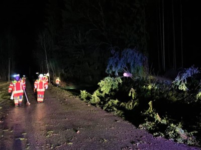 Einsatz 13.02.2020 - Baum auf Straße